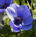 Anemone coronaria - Klaproos-anemoon
