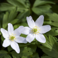 Bos Anemonen - Anemone nemorosa