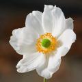 Witte Japanse Anemonen