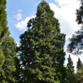 Bomen in de aanbieding
