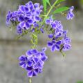 Exotische heesters met blauwe bloemen