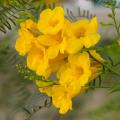 Exotische heesters met gele en oranje bloemen
