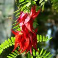 Exotische heesters op bloemkleur