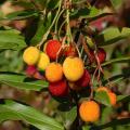 Arbutus - Aardbeiboom