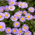 Aster alpinus - Alpenasters