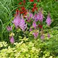Astilbe met bont of getint blad
