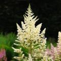 Witte Astilbe