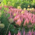 Dwerg Astilbe