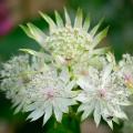 Astrantia met witte bloemen