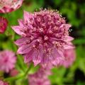 Astrantia met roze bloemen