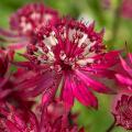 Astrantia met rode bloemen