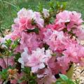 ENCORE® doorbloeiende azalea's