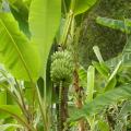 Vruchtdragende bananenplanten