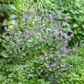 Vaste basilicum
