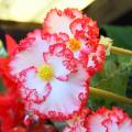 Begonia's