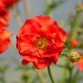 Geum - Nagelkruid