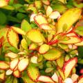 Berberis met gekleurd blad