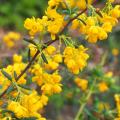 Berberis met decoratieve bloei