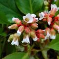 Bergenia