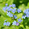 Blauw Kaukasisch vergeet-mij-nietje - Brunnera