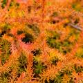 Heideplanten met oranje, koperkleurig of bronskleurig blad