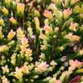 Heideplanten met bont blad