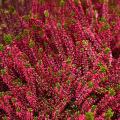 Heideplanten met rode bloemen