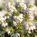Heideplanten met witte bloemen