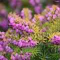 Heideplanten - Erica