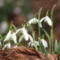 Voorjaarsbollen met witte bloemen