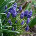 Voorjaarsbollen met blauwe bloemen