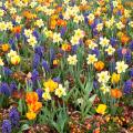 Voorjaarsbollen per bloemkleur