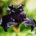 Bloembollen met zwarte bloemen