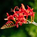 BBloembollen met rode bloemen