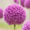 Bloembollen met paarse, mauve en purperen bloemen