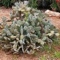Winterharde cactussen