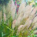 Calamagrostis - Struisriet