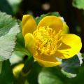 Caltha - Dotterbloem