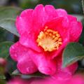 Herfstbloeiende Camellia - Camellia sasanqua