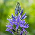 Camassia - Indianenbloem