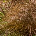 Carex met gekleurde bladeren