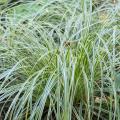 Carex met bonte bladeren
