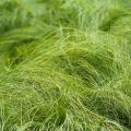 Carex - Zegge met groene bladeren
