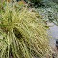 Carex oshimensis - Japanse zegge of Oshima-zegge