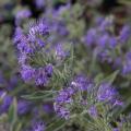 Caryopteris - Blauwbaard