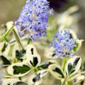 Wintergroene Ceanothus