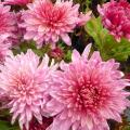 Pompon Chrysanten