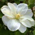 Witte Clematis
