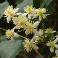 Clematis vitalba - Bosrank
