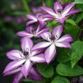 Najaarsbloeiende Clematis